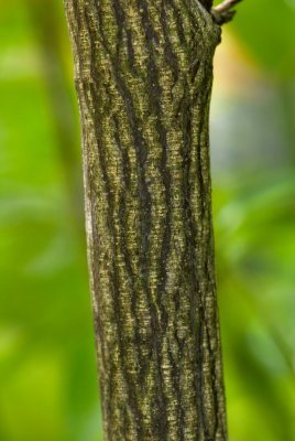 Staphylea pinnata - klokoč zpeřený - kůra